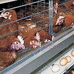 Automatic Poultry